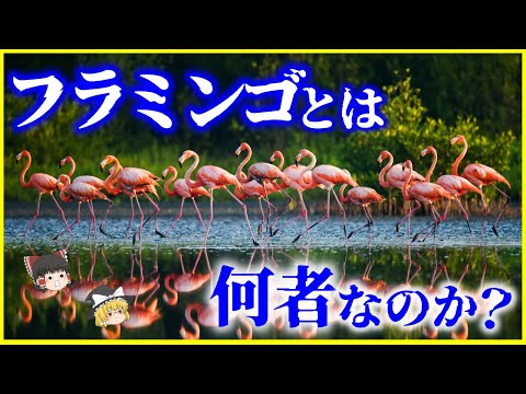 【ゆっくり解説】何故片足で立つ？動物園から逃げない残酷な理由とは？「フラミンゴ」とは何者なのか？を解説