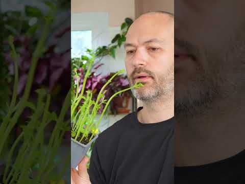 DON'T harvest your basil like this