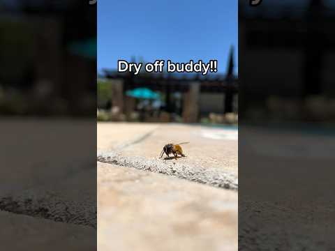 Saving the bees from our pool 🐝 #shorts #summervibes #bees