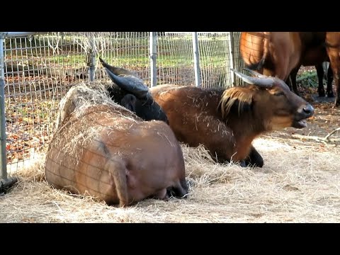 Congo Buffaloes at Chester Zoo - 05/11/23