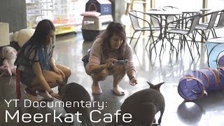 [YT DOCUMENTARY] MEERKAT CAFE -- #YTinKOREA 2018