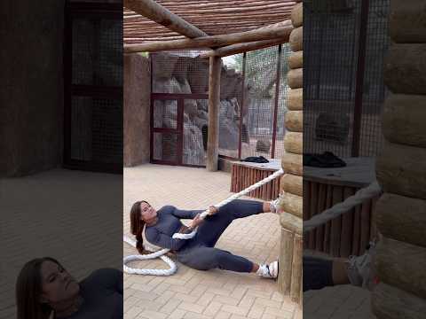 TUG OF WAR WITH A 380 KG OF A #liger 🦁 VS. 85 KG OF A HUMAN #strong #shorts #trending