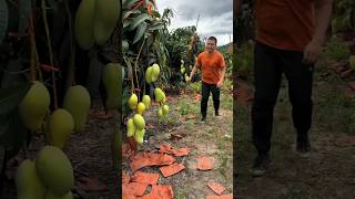 Today I will cut all mango trees #shorts #ytshorts