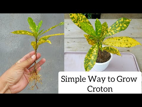 How to plant croton from cuttings in simple method