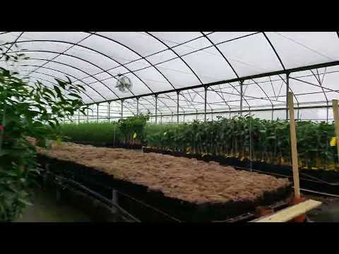 A Quick Tour Through Madison Citrus Nursery - Citrus Trees Everywhere!