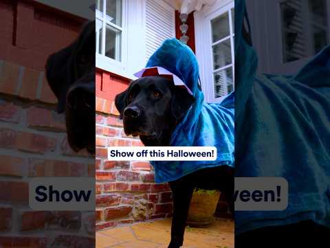 How To Get Your Dog Comfortable in Costume