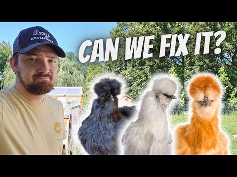 We Did This All WRONG For Our CHICKENS