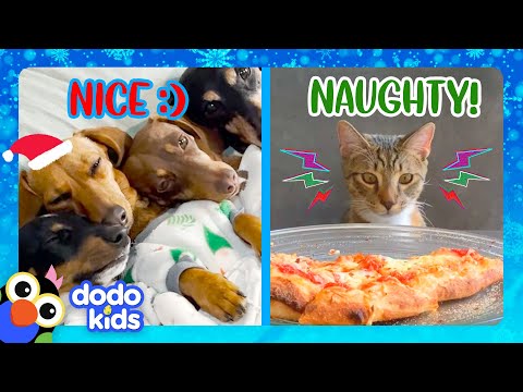 Naughty Cat Steals Christmas...8 Tiny Dogs Try To Save It! | Dodo Kids | Happy Holidays