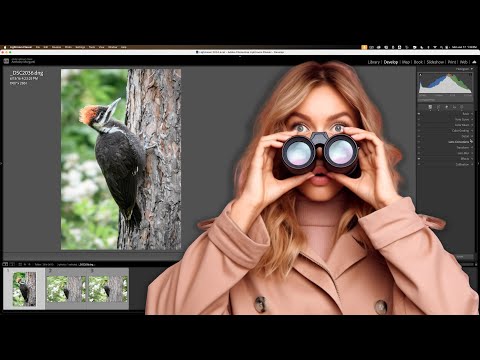 My Lightroom Wildlife Workflow