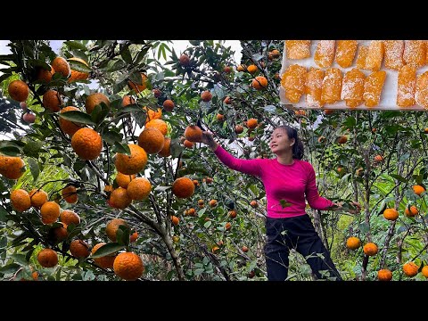 Orange Gummy Candy From Succulent Oranges Harvested In The Mountains