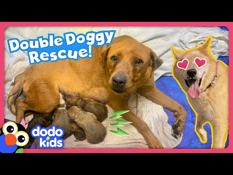 Can Rescue Heroes Save All These Stray Dogs? | Rescued! | Dodo Kids