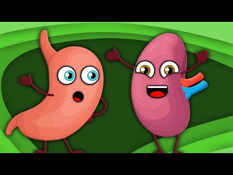 Discover Some Parts of The Body You Could Live Without! | Human Body Songs For Kids | KLT Anatomy