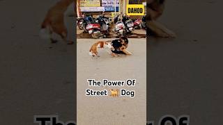 POWER OF STREET DOG, #dog #doglover #shorts #video #viralvideo