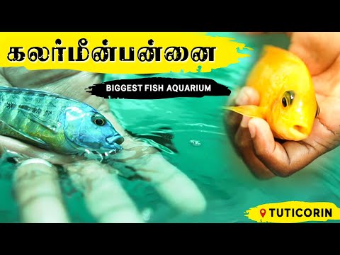 கலர்மீன்பன்னை | Biggest Fish Farm In Tamilnadu | African Cichlid Fish Farm | Inside Tamilnadu