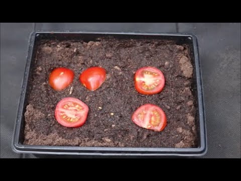 How to Grow Tomato Plants from Store Bought Tomatoes