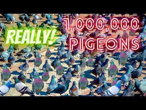 Amazing crowded pigeons video in the world