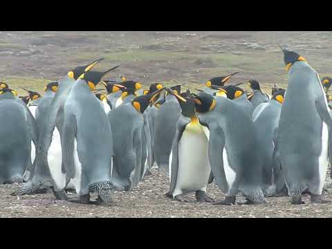 King penguins of the Falkland Islands/Las Islas Malvinas (6)