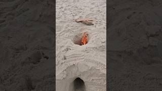 Making a Dakota Fire Hole in the sand at the beach 🔥