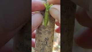 Grafting Techniques Explored🪴 #graftingskills #treehouse #grafting #plantlover