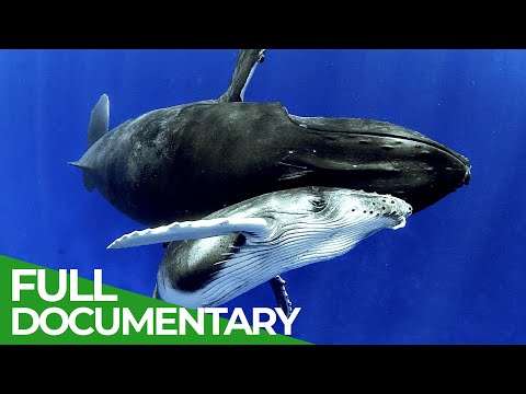 Whale Warriors: Saving Humpbacks - One Louse at a Time | Free Documentary Nature