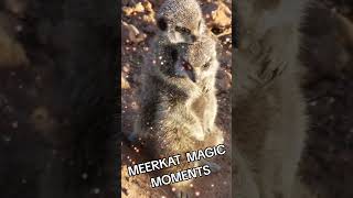 HAKUNA MATATA ☆ MEERKAT MAGIC MOMENTS ☆ AUTHOR THE MEEEKAT MAN ☆ MEERKATS ☆ SURICATES ☆ SURICATE