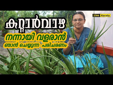 കറ്റാർവാഴ നന്നായി വളരാൻ ,ഞാൻ ചെയ്യുന്ന പരിചരണം