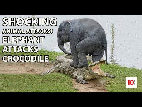 10-AHOLIC: SHOCKING ANIMAL ATTACKS: Elephant Attacks Crocodile to save BABY !!! 2019 !!!! (SHOCKING)