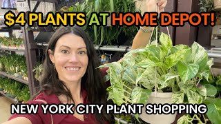 $4 BIG BOX PLANTS! Home Depot Big Box Plant Shopping in NYC for Houseplants & Indoor Plants