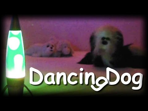 Dancing Dog