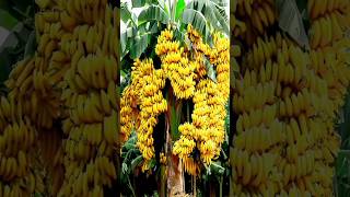 the best method of growing and propagating banana trees from fruit.#growingfruits #garden