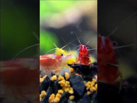 Colourful shrimps for our planted tank #ytshorts #shrimps #plantedtank