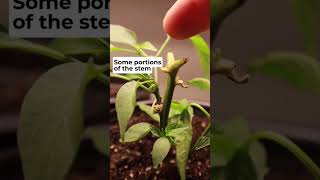 How're the Overwintered Peppers settling in? #overwinteringpeppers #overwinterpeppers #gardeningtips