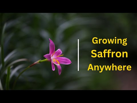 From Dirt to Treasure: The Beginner's Guide to Growing Saffron Anywhere