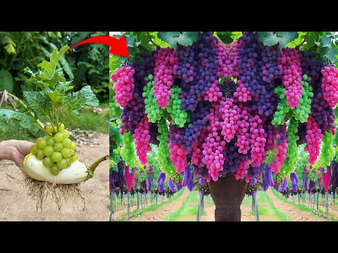 Grafting Eggplant With Grapes Fruit