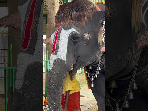 Mannargudi Barbie girl sengamalam. Mannargudi sengamalam cute #mannargudi #elephant #mannai