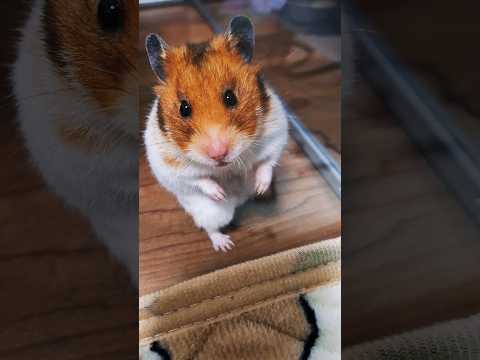 ハムコロです1歳です #ハムスター #hamster #shorts #fyp