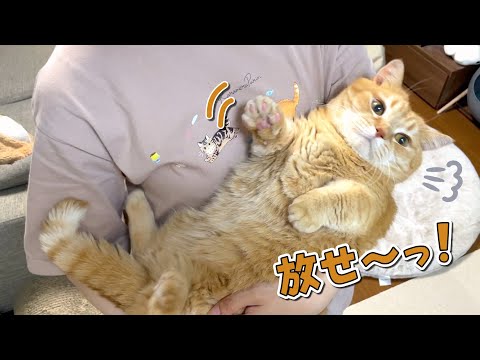 どうしても夜食が食べたい猫VS可愛い愛猫を抱っこしたいママ！