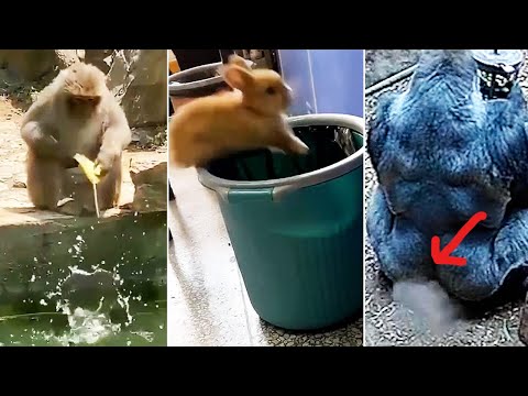 We All Suck At Life - Cute Animal Fails (Ozzy Man Almost Not Swearing)