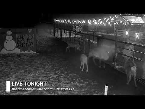 ReindeerCam Live Stream