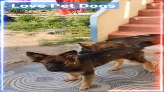 My Pet dogs |  Love Pet dogs | Alex Family Bonding |  #My Pet dogs #Love pet dogs