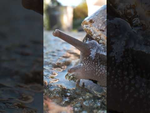 カタツムリが飲む水の量がすごい！　#ショート #発明 #実験　#科学