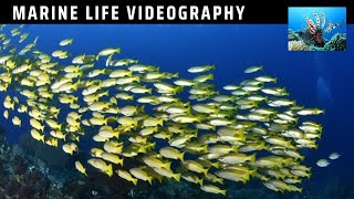 MARINE LIFE Videography | Underwater Species