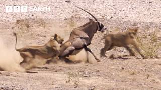 Greatest Fights In The Animal Kingdom Part 4 | BBC Earth