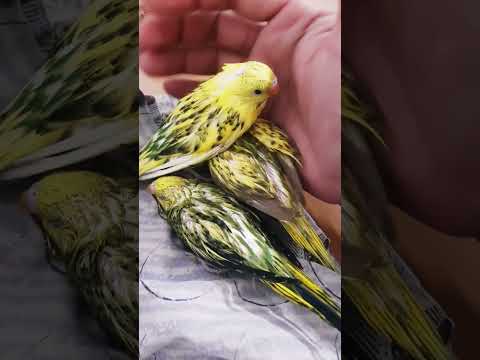 The three budgie baby