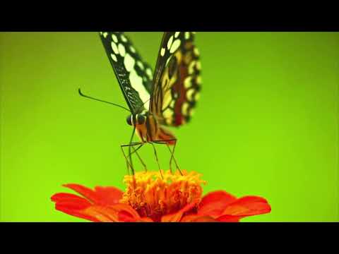 butterfly  green screen