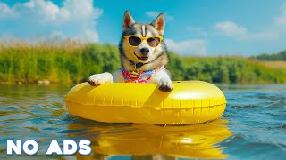 12 Hours Anti Anxiety Calming Music For Dogs 🐶⭐ Stress Relief And Deep Sleep Music For Dogs ♬💖