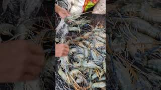 Fresh prawn fish or stinging fish at the fish market.