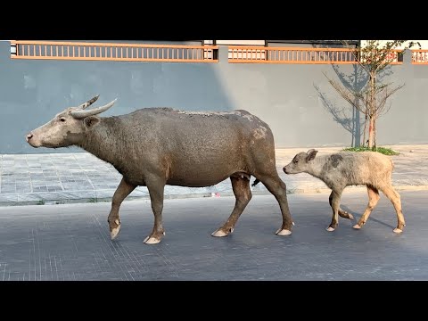 Watch These Adorable Buffalo Take a Stroll Through the City!