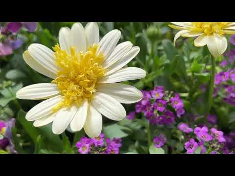 Start Spring with a Colorful Container of Cool Tolerant Annuals!