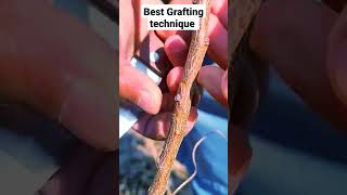 Best Grafting techniques #shorts #youtubeshort